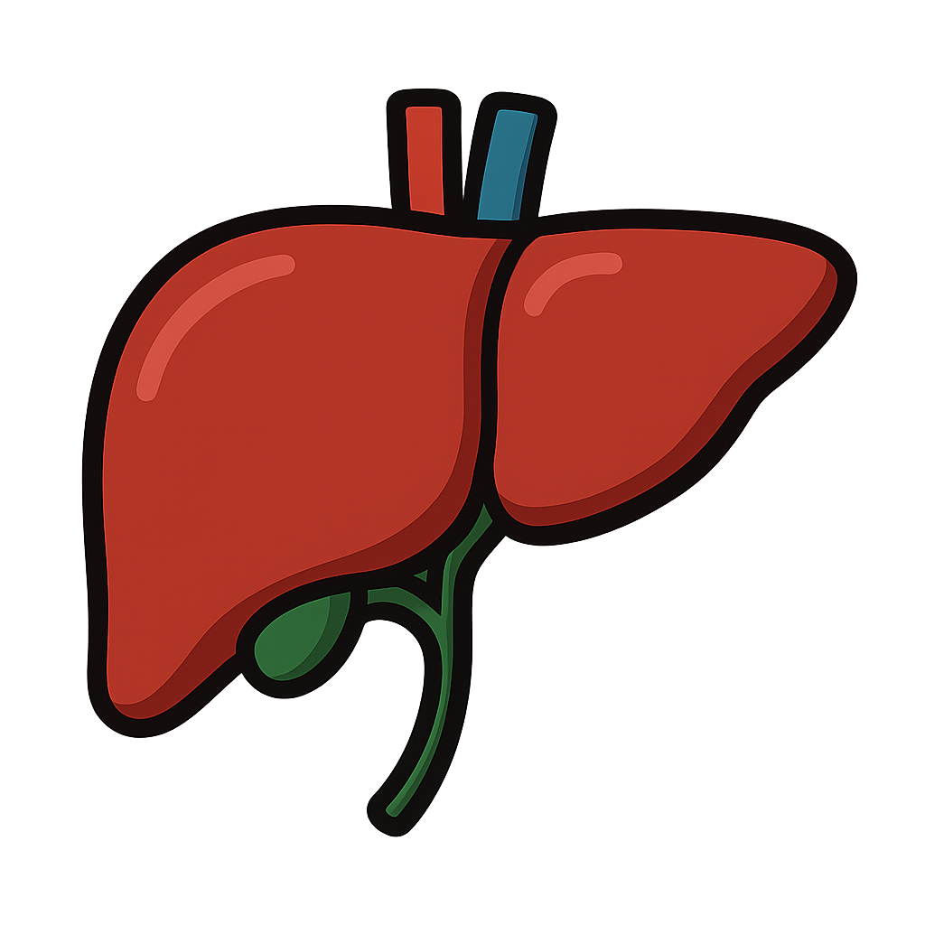 Liver