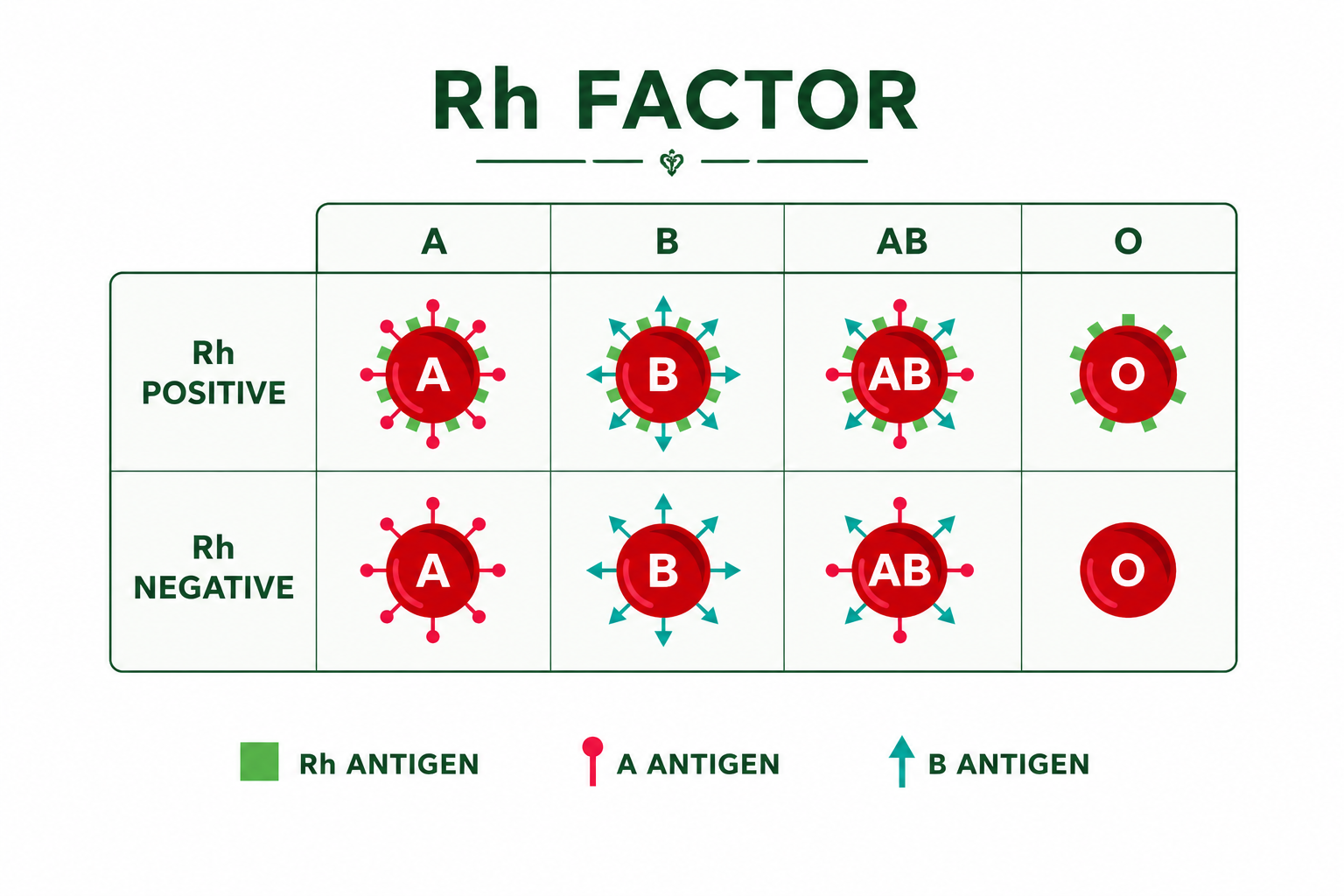 Rh Factor Diagram